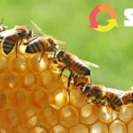API, BIODIVERSITÀ E CANTIERI, SEIPA: LA SOSTENIBILITÀ PASSA ANCHE DAGLI IMPOLLINATORI